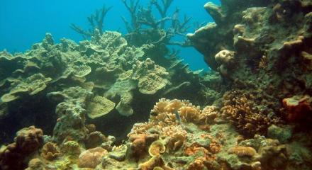 Karimunjawa Coral Reef